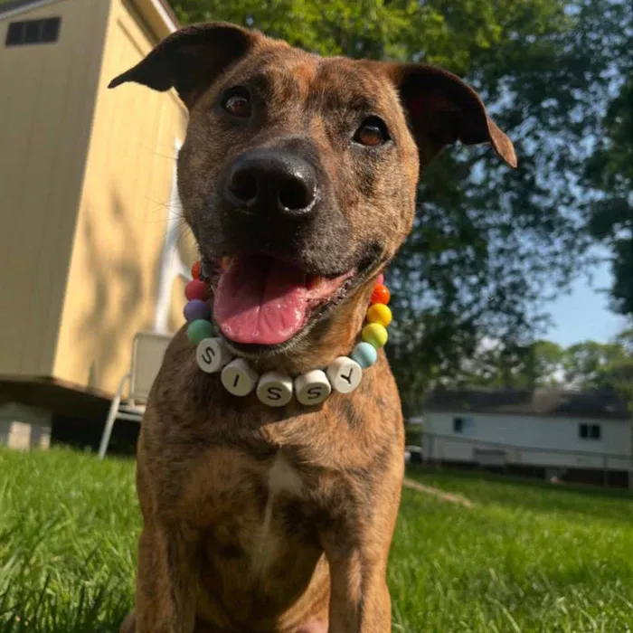 ペット名ビーズネームカラー - 同デザインブレスレット無料付属-welikecustom-MJ