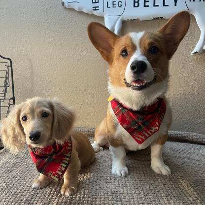 ホットスタンピング名入りのパーソナライズされたクリスマスペットスカーフ-welikecustom-MJ