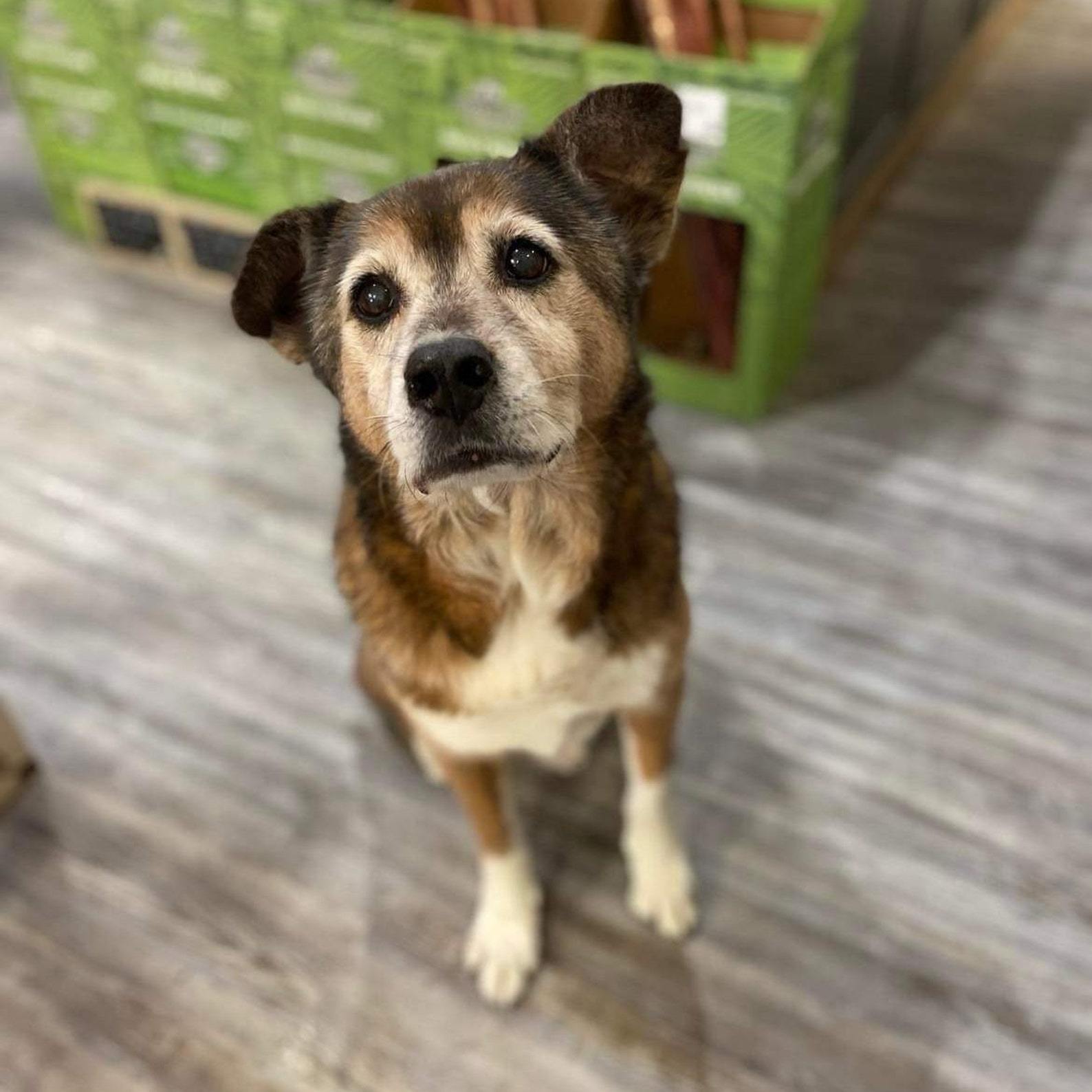 （フレームなし）モノクロ彫刻風 ペットポートレート｜写真から作る高級感あるペット似顔絵アート-welikecustom-MJ