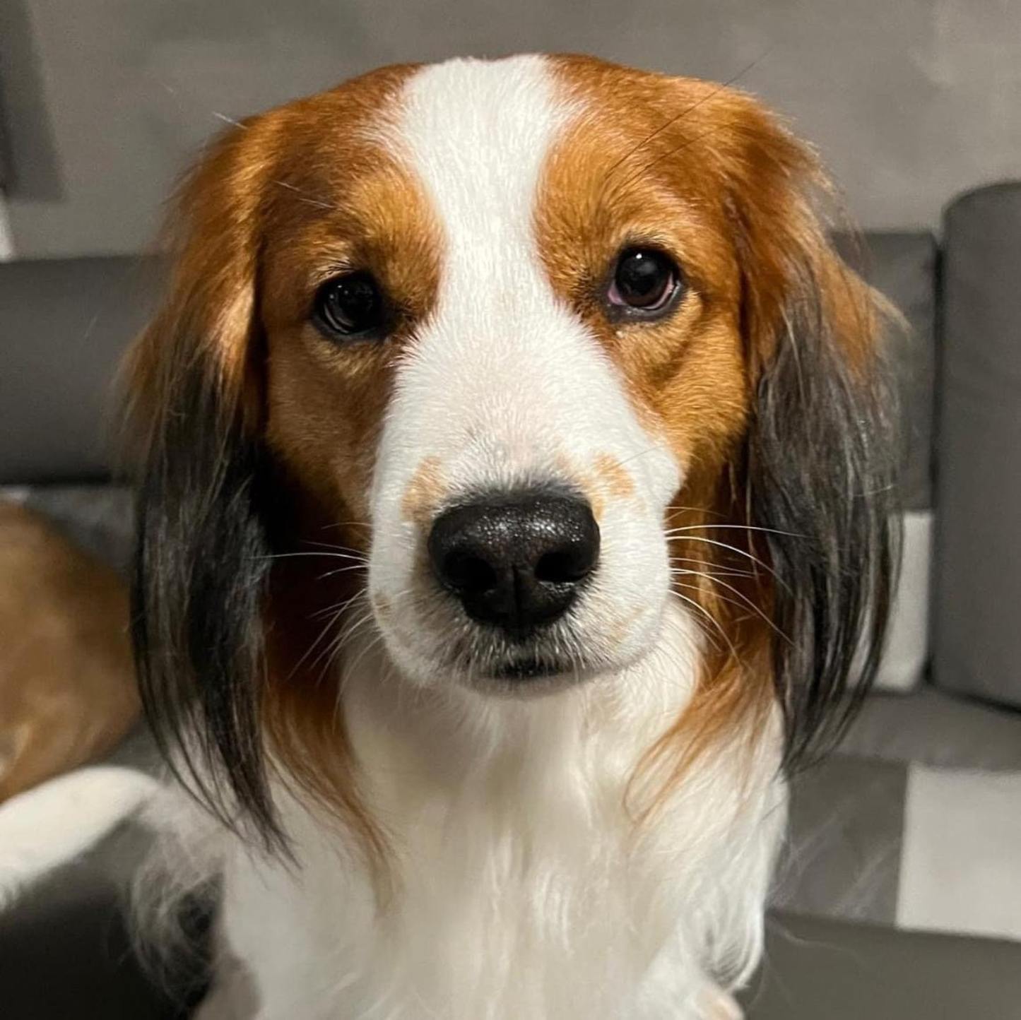 （フレームなし）モノクロ彫刻風 ペットポートレート｜写真から作る高級感あるペット似顔絵アート-welikecustom-MJ