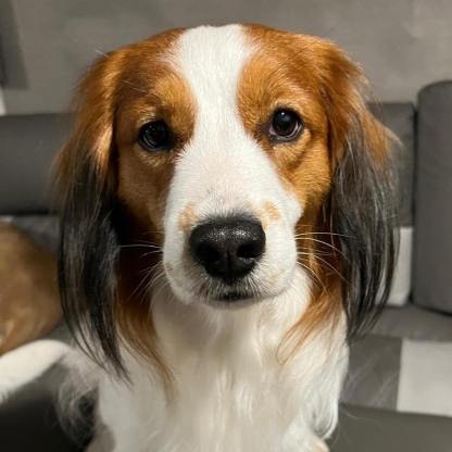 （フレームなし）モノクロ彫刻風 ペットポートレート｜写真から作る高級感あるペット似顔絵アート-welikecustom-MJ