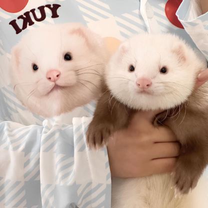 「8」ペット写真カスタム ホームパジャマ