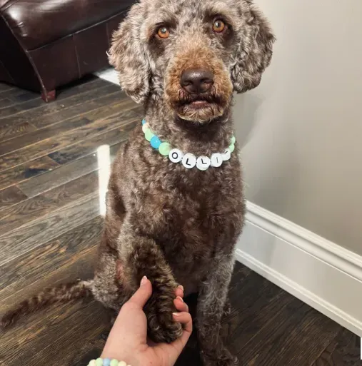 ペット名ビーズネームカラー - 同デザインブレスレット無料付属-welikecustom-MJ