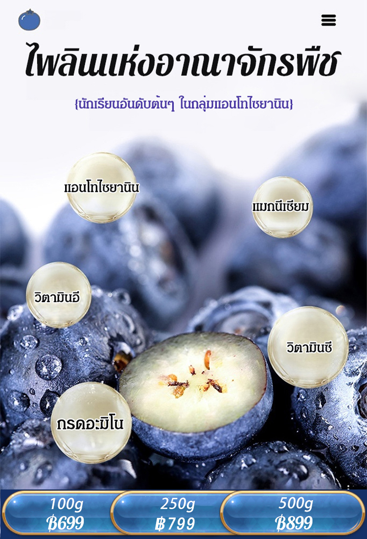 [ไม่มีสารปรุงแต่ง] บลูเบอร์รี่ป่าแห้งจากภูเขาฉางไป๋