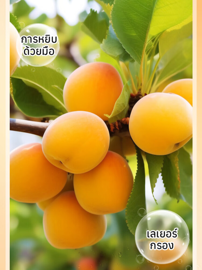 แอปริคอตแห้งรสเปรี้ยวหวาน