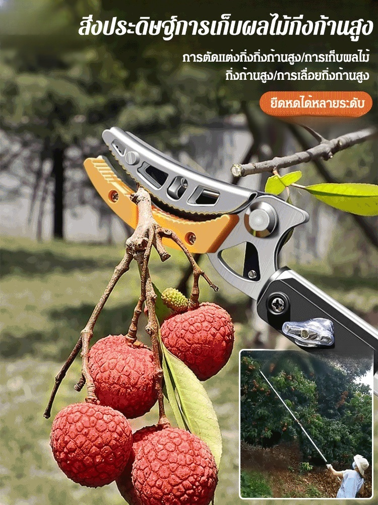 กรรไกรตัดผลไม้ที่สูงแบบยืดหดได้