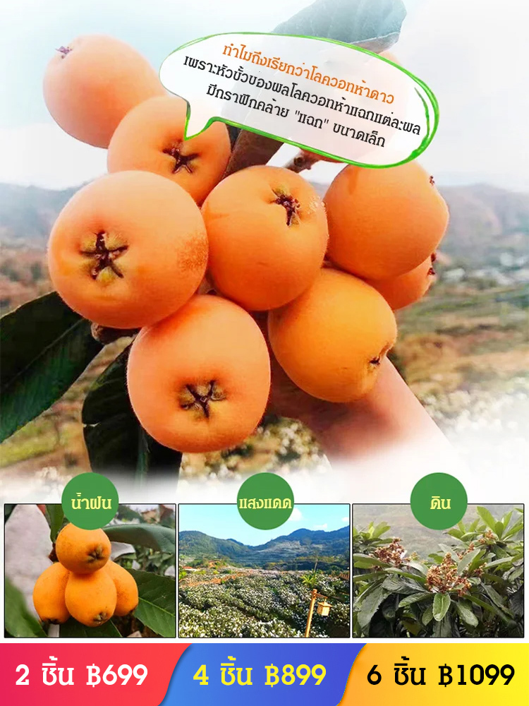 โลควอทแห้งหมักน้ำผึ้ง