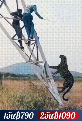 ปืนพ่นไฟจุดไฟที่จำเป็นในกลางแจ้ง