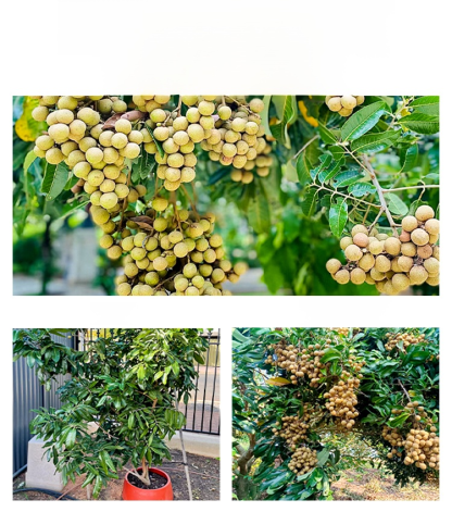 ต้นกล้าลำไย