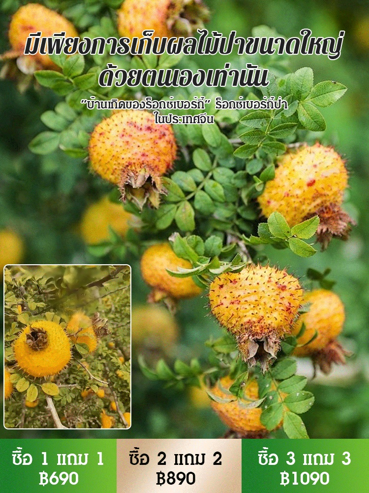 ผลร็อกซ์เบอร์กี้แห้งแฮนด์เมด