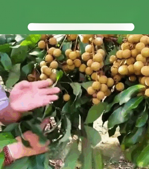 ต้นกล้าลำไย