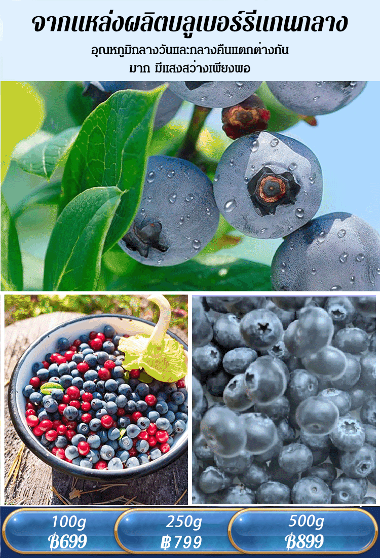 [ไม่มีสารปรุงแต่ง] บลูเบอร์รี่ป่าแห้งจากภูเขาฉางไป๋