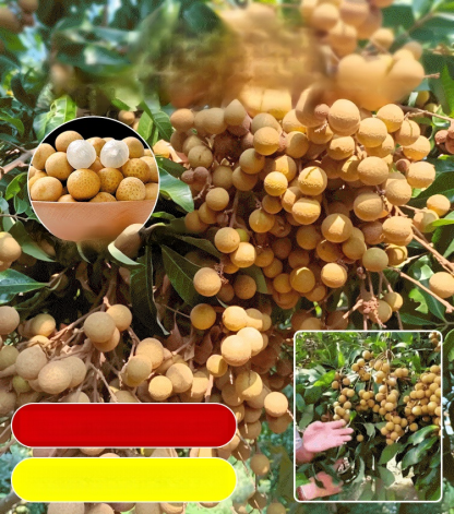 ต้นกล้าลำไย