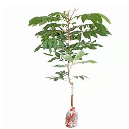 ต้นกล้าลำไย