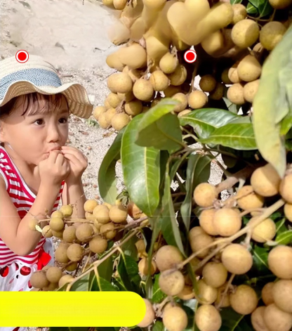 ต้นกล้าลำไย