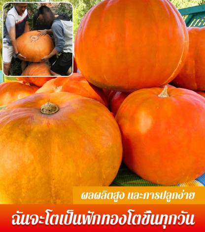 【เมล็ดพันธุ์ฟักทองยักษ์ที่กินได้หนึ่งปี】