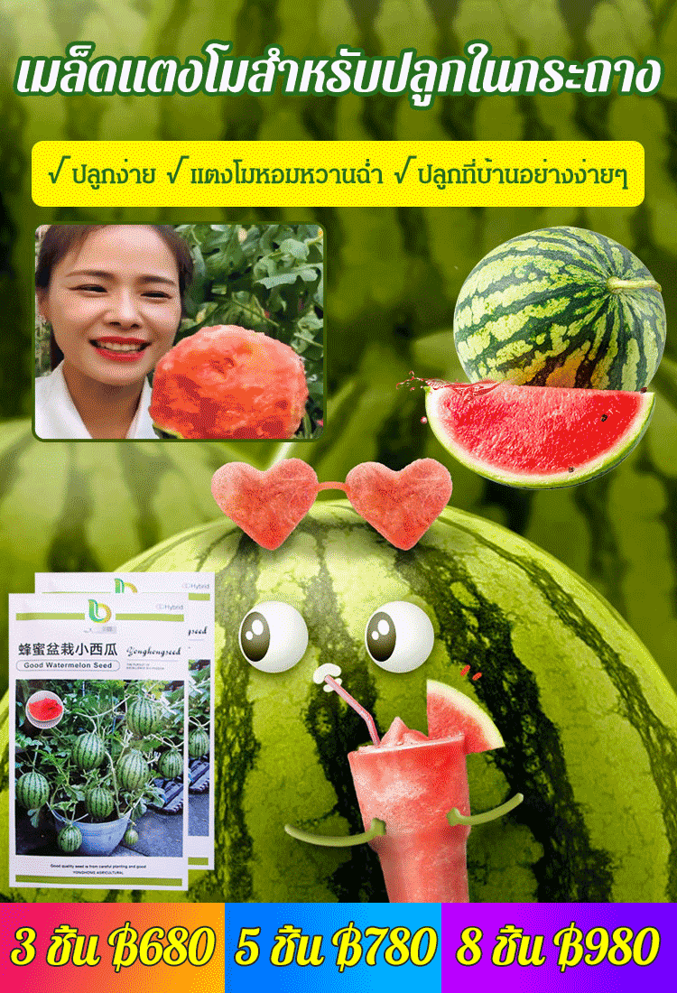 เมล็ดแตงโมสำหรับปลูกในกระถาง