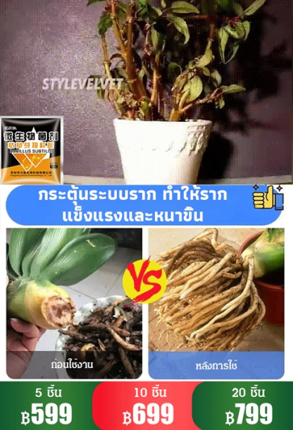 【คืนชีพ】จุลินทรีย์ชีวภาพ