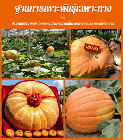 【เมล็ดพันธุ์ฟักทองยักษ์ที่กินได้หนึ่งปี】