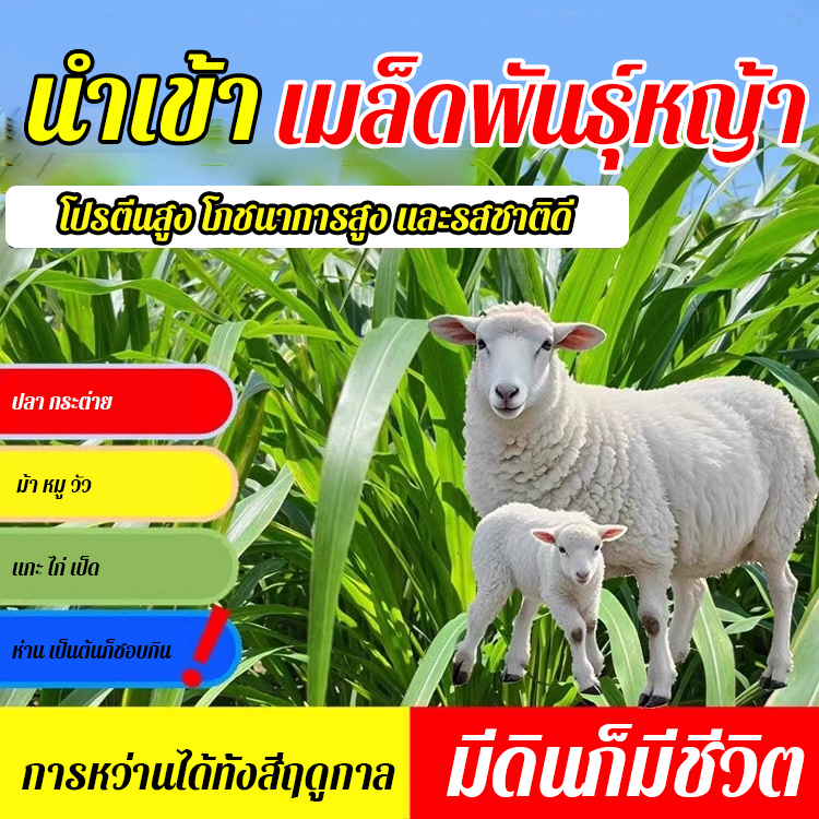 เมล็ดพันธุ์หญ้านำเข้าสำหรับเลี้ยงไก่ วัว แกะ ปลา