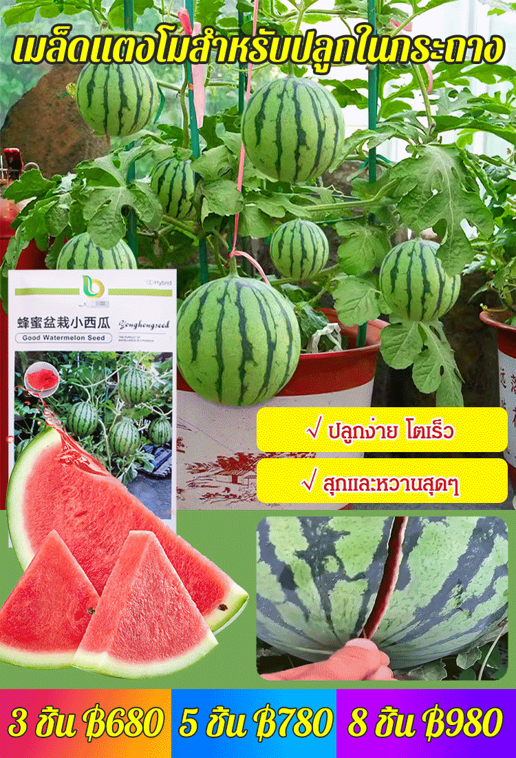 เมล็ดแตงโมสำหรับปลูกในกระถาง