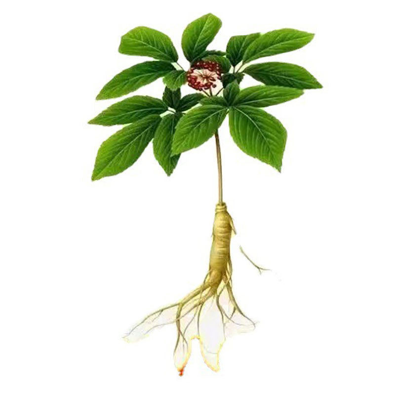 [เติบโตใน 10 วัน] เมล็ดโสม