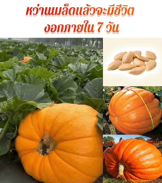 【เมล็ดพันธุ์ฟักทองยักษ์ที่กินได้หนึ่งปี】