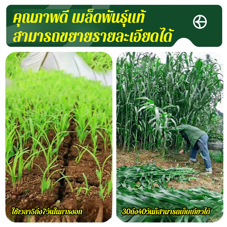 เมล็ดพันธุ์หญ้านำเข้าสำหรับเลี้ยงไก่ วัว แกะ ปลา
