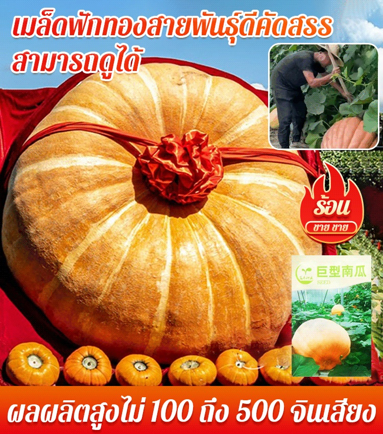 【เมล็ดพันธุ์ฟักทองยักษ์ที่กินได้หนึ่งปี】