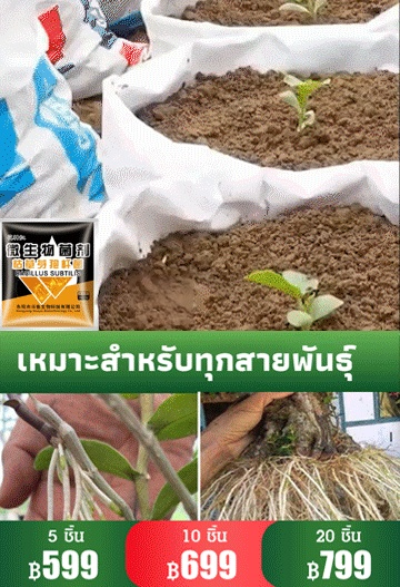 【คืนชีพ】จุลินทรีย์ชีวภาพ