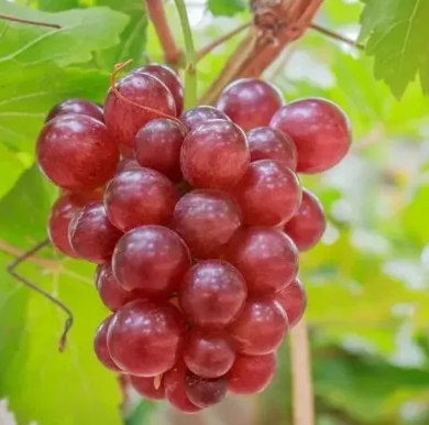 【เมล็ดองุ่นราชินีนีน่ามีกลิ่นหอมของไวน์】