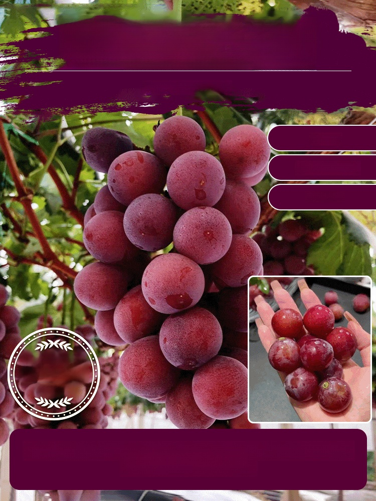 【เมล็ดองุ่นราชินีนีน่ามีกลิ่นหอมของไวน์】