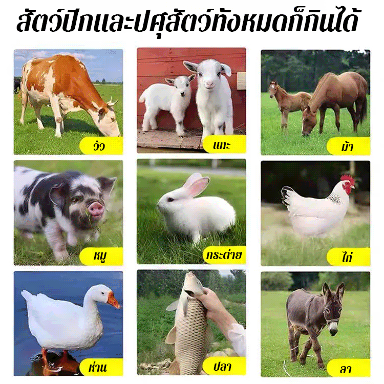 เมล็ดพันธุ์หญ้านำเข้าสำหรับเลี้ยงไก่ วัว แกะ ปลา