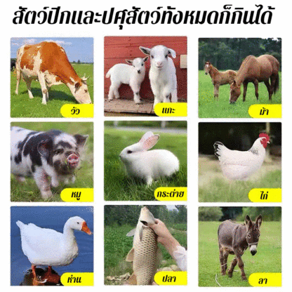 เมล็ดพันธุ์หญ้านำเข้าสำหรับเลี้ยงไก่ วัว แกะ ปลา