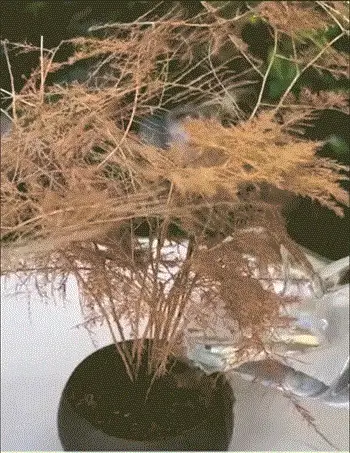 翻译_19.webp