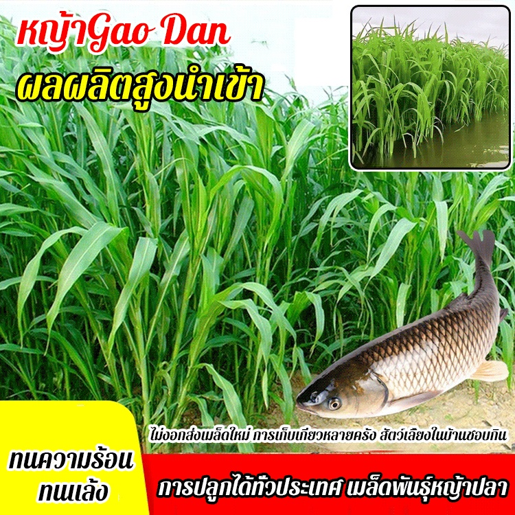 เมล็ดพันธุ์หญ้านำเข้าสำหรับเลี้ยงไก่ วัว แกะ ปลา