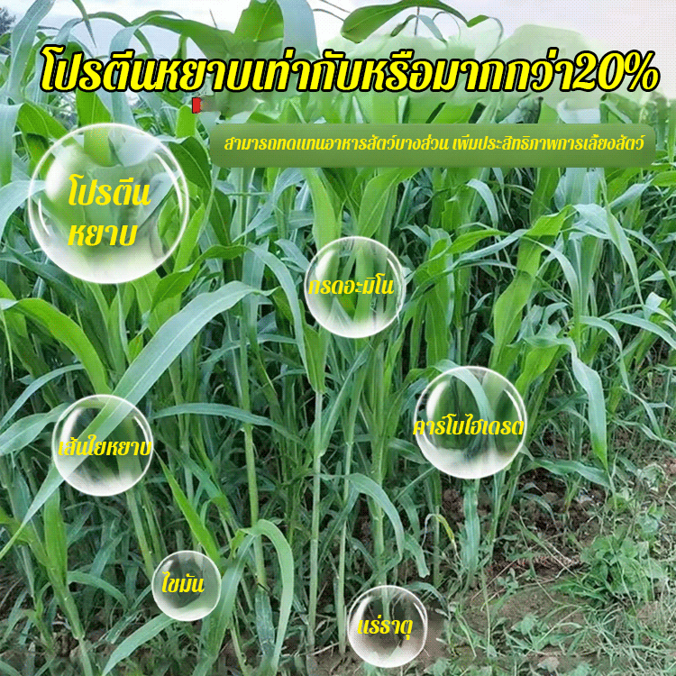 เมล็ดพันธุ์หญ้านำเข้าสำหรับเลี้ยงไก่ วัว แกะ ปลา