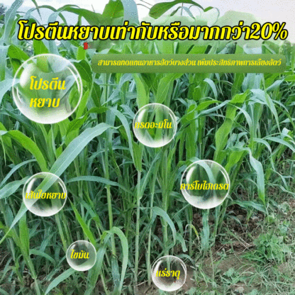 เมล็ดพันธุ์หญ้านำเข้าสำหรับเลี้ยงไก่ วัว แกะ ปลา