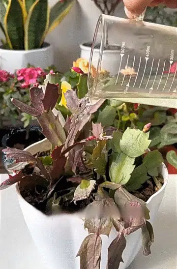 翻译_20+.webp