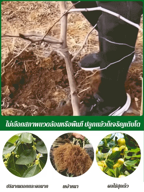 ต้นกล้าพุทราน้ำตาลกรวดขนาดใหญ่