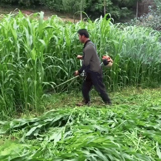 เมล็ดพันธุ์หญ้านำเข้าสำหรับเลี้ยงไก่ วัว แกะ ปลา