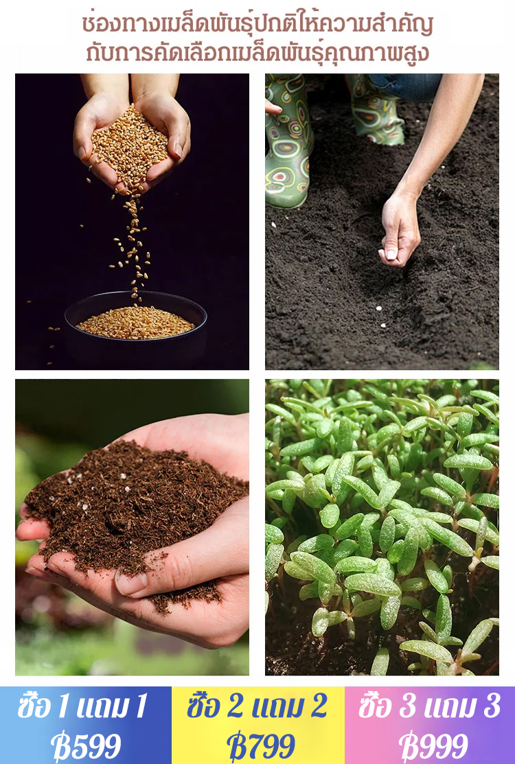 【ดอกบานตลอดปี】เมล็ดพันธุ์กุหลาบเลี้อยสีสัน