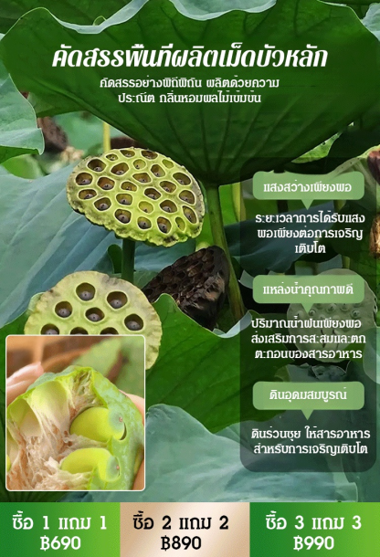 【ลดฝ้าและบำรุงผิว】เม็ดบัวอบกรอบพร้อมทาน