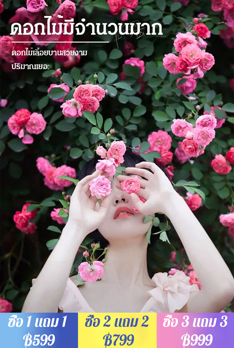 【ดอกบานตลอดปี】เมล็ดพันธุ์กุหลาบเลี้อยสีสัน