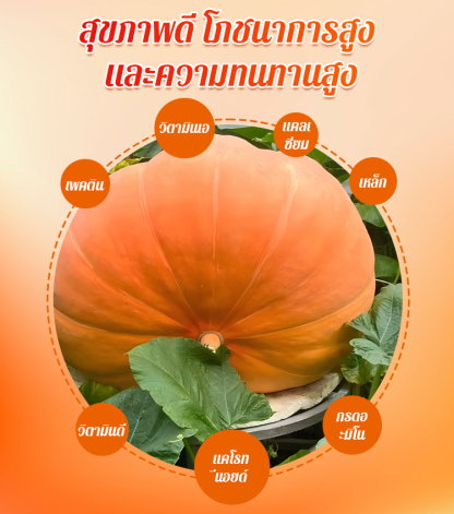 【เมล็ดพันธุ์ฟักทองยักษ์ที่กินได้หนึ่งปี】
