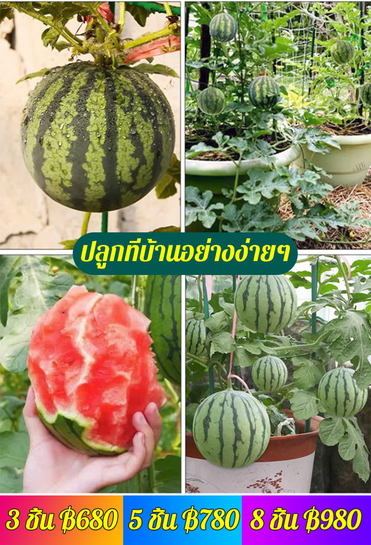 เมล็ดแตงโมสำหรับปลูกในกระถาง