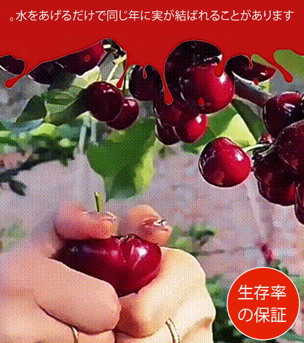 輸入チリ産チェルシーの種子
