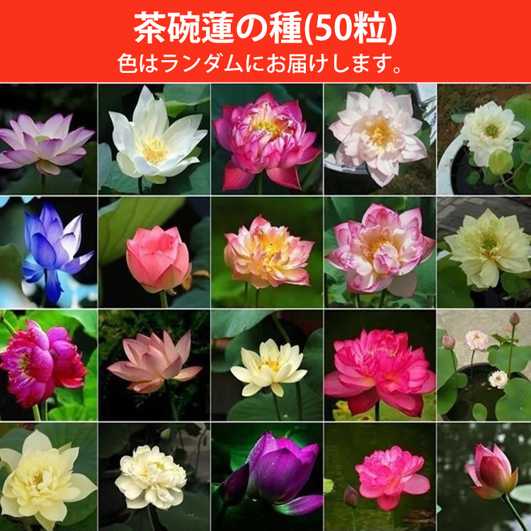 「富と繁栄をもたらす」茶碗蓮の種