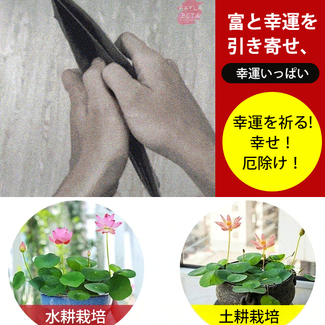 「富と繁栄をもたらす」茶碗蓮の種