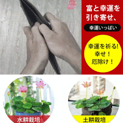 「富と繁栄をもたらす」茶碗蓮の種